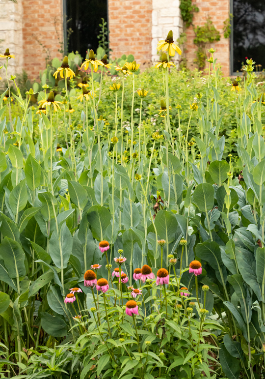 Giant Coneflower
