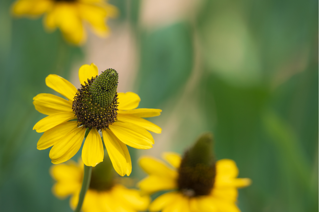 Giant Coneflower