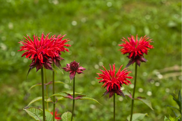 Scarlet Beebalm