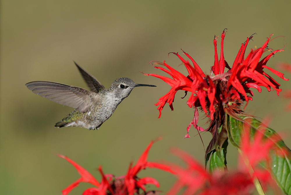 Scarlet Beebalm