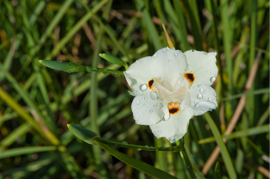 Bicolor Iris