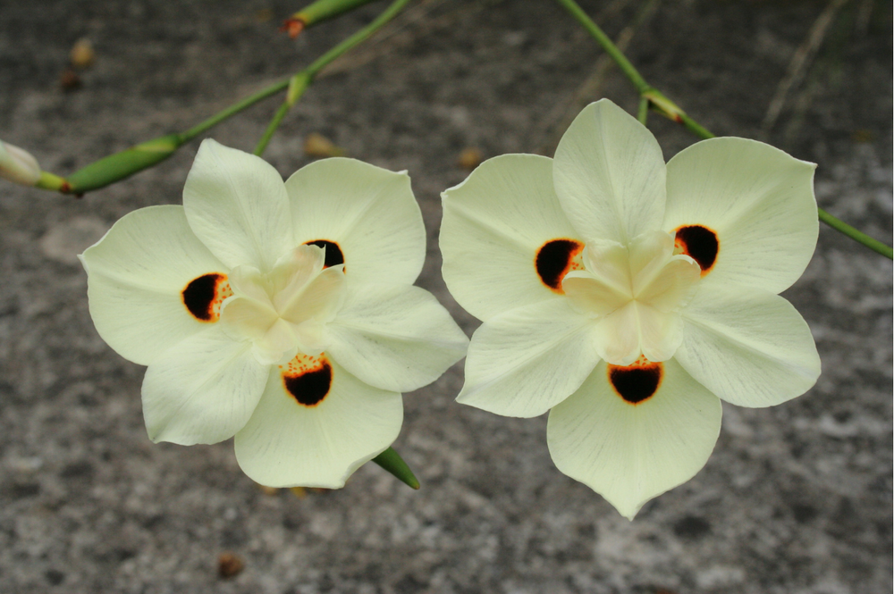 Bicolor Iris