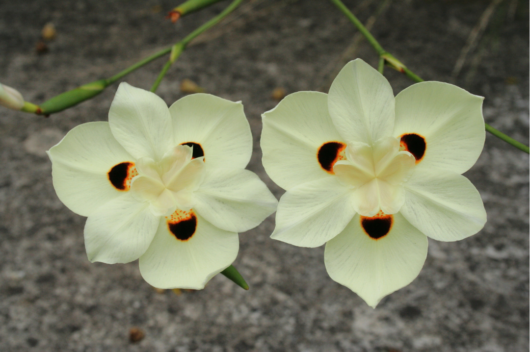 Bicolor Iris