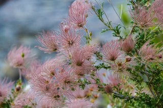 Apache Plume