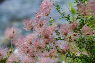 Apache Plume