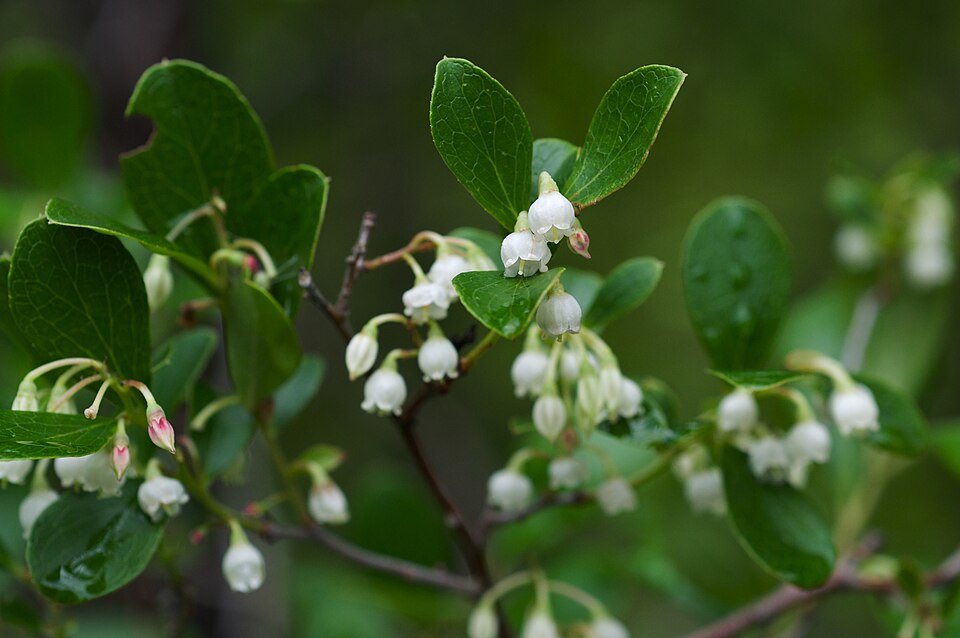 Sparkleberry - Native Gardeners