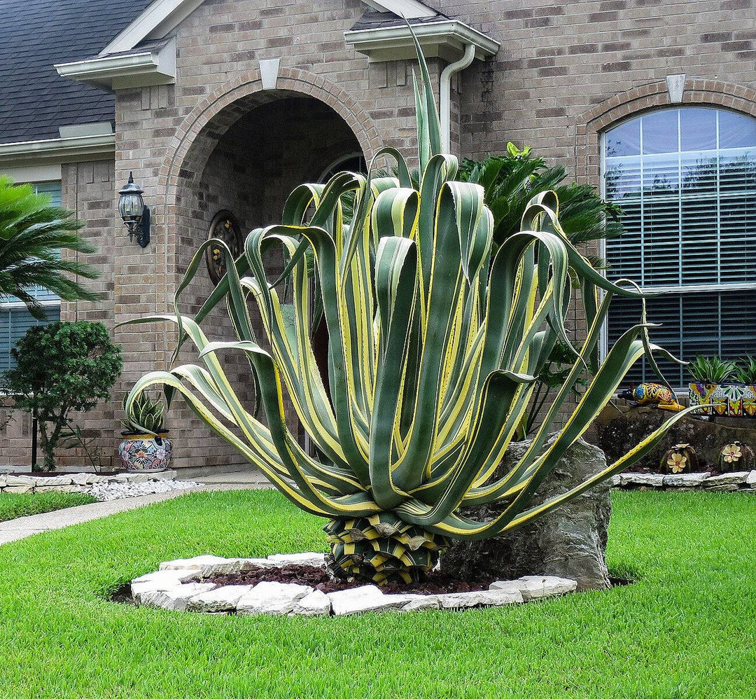 Variegated Agave Century Plant - Native Gardeners