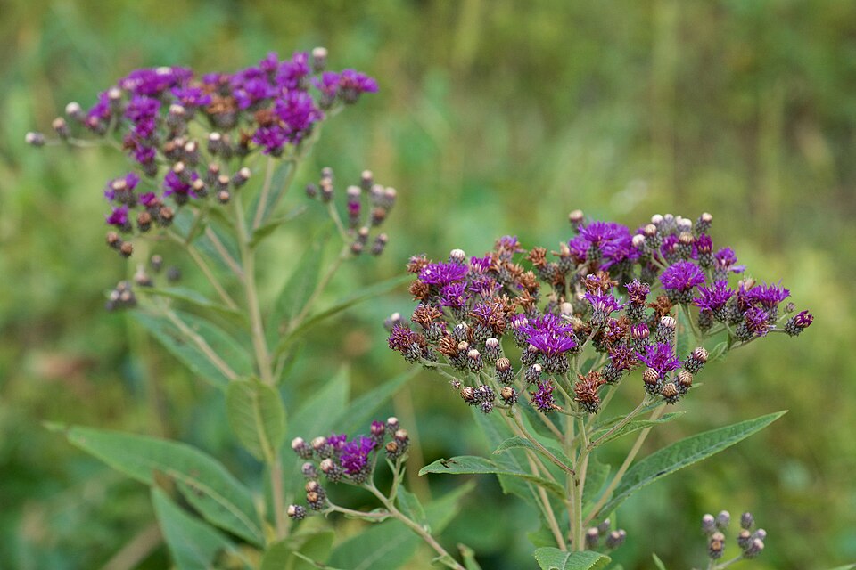 Baldwin's Ironweed - Native Gardeners