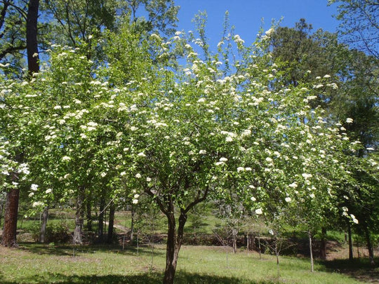 Rusty Blackhaw Viburnum - Native Gardeners