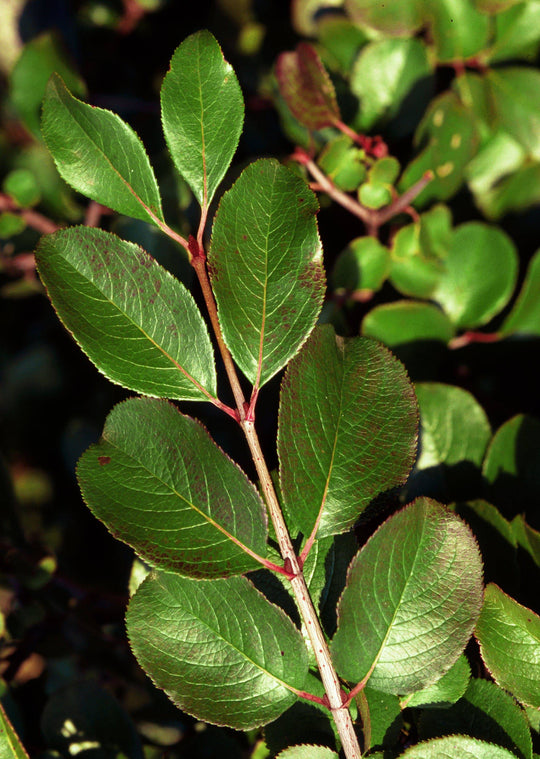 Rusty Blackhaw Viburnum - Native Gardeners