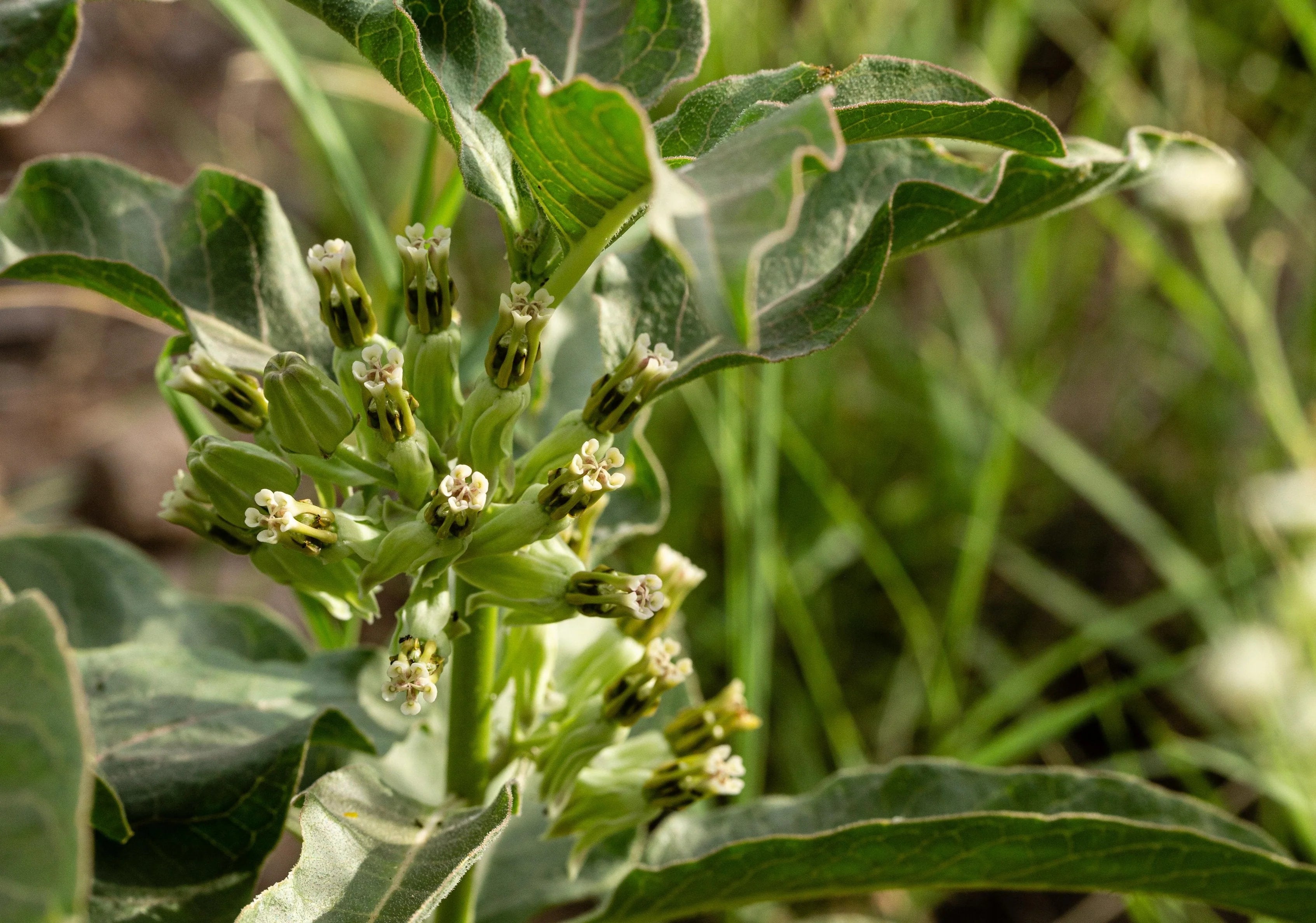 Zizotes Milkweed