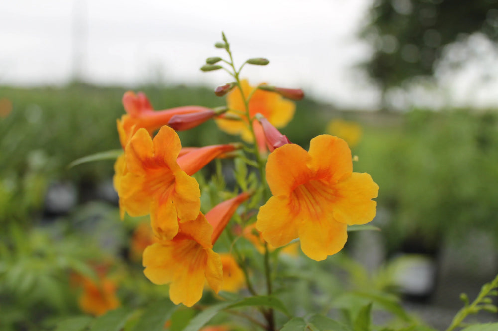 Yellow Bells 'Sangria'