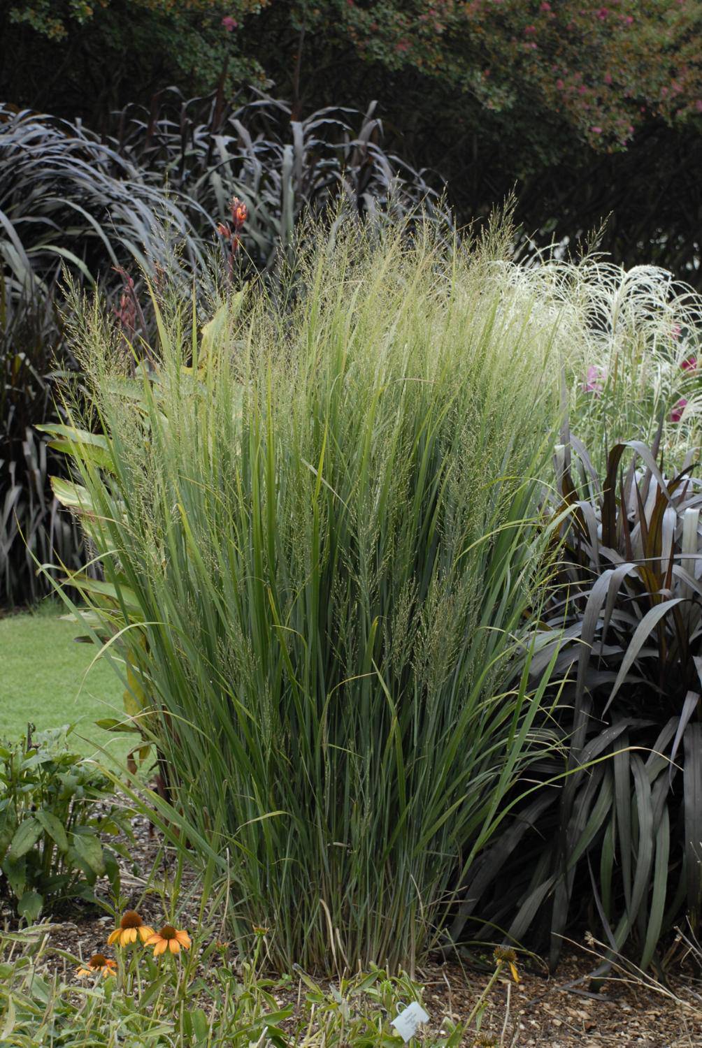 Switchgrass 'Northwind' - Native Gardeners