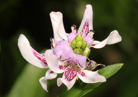 Water-willow - Native Gardeners
