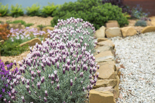 Ghostly Princess Spanish Lavender - Native Gardeners