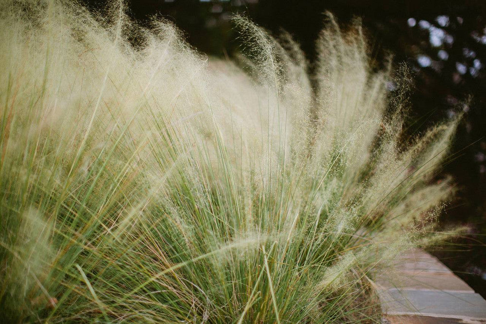 White Cloud Muhly - Native Gardeners