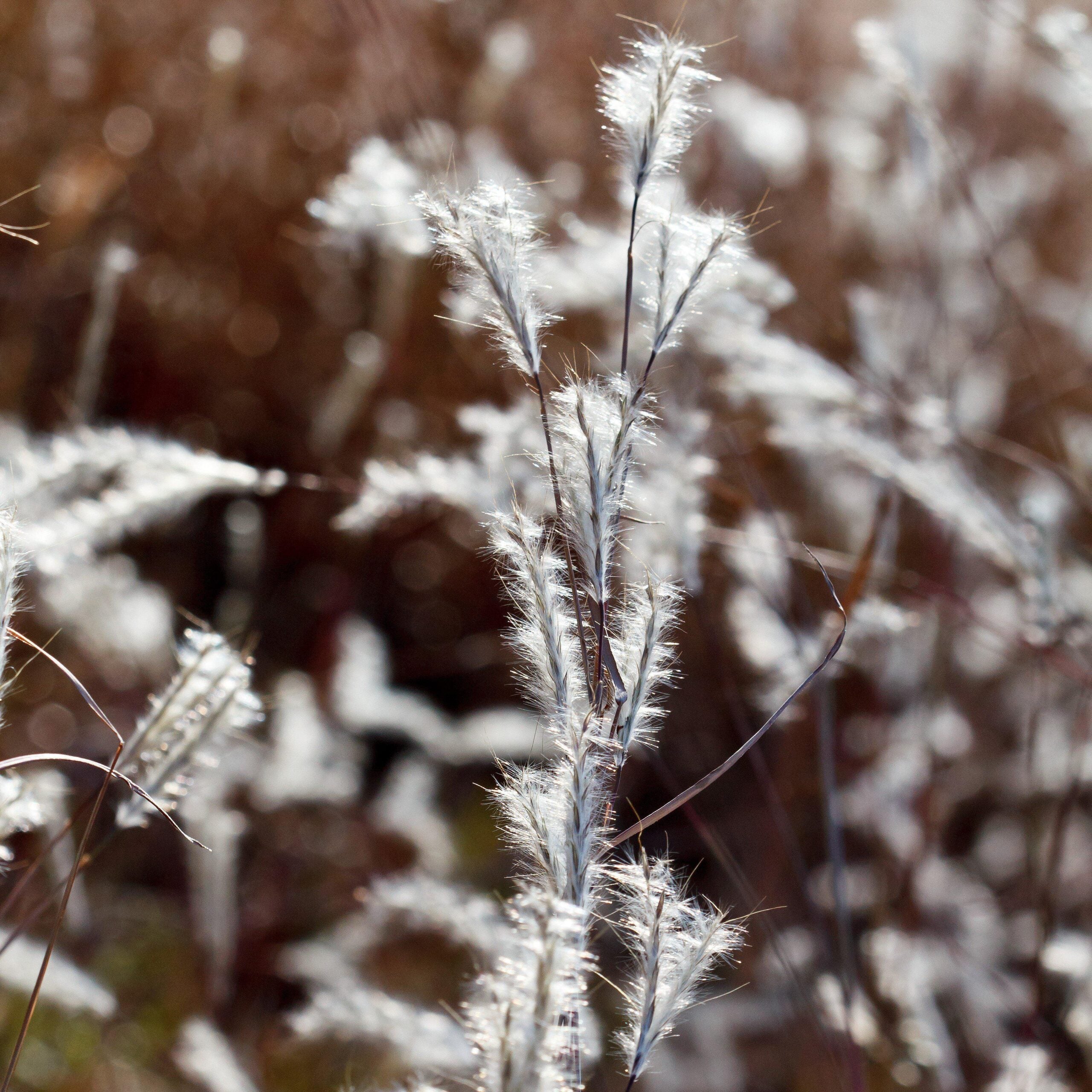 Black Mountain Bluestem - Native Gardeners