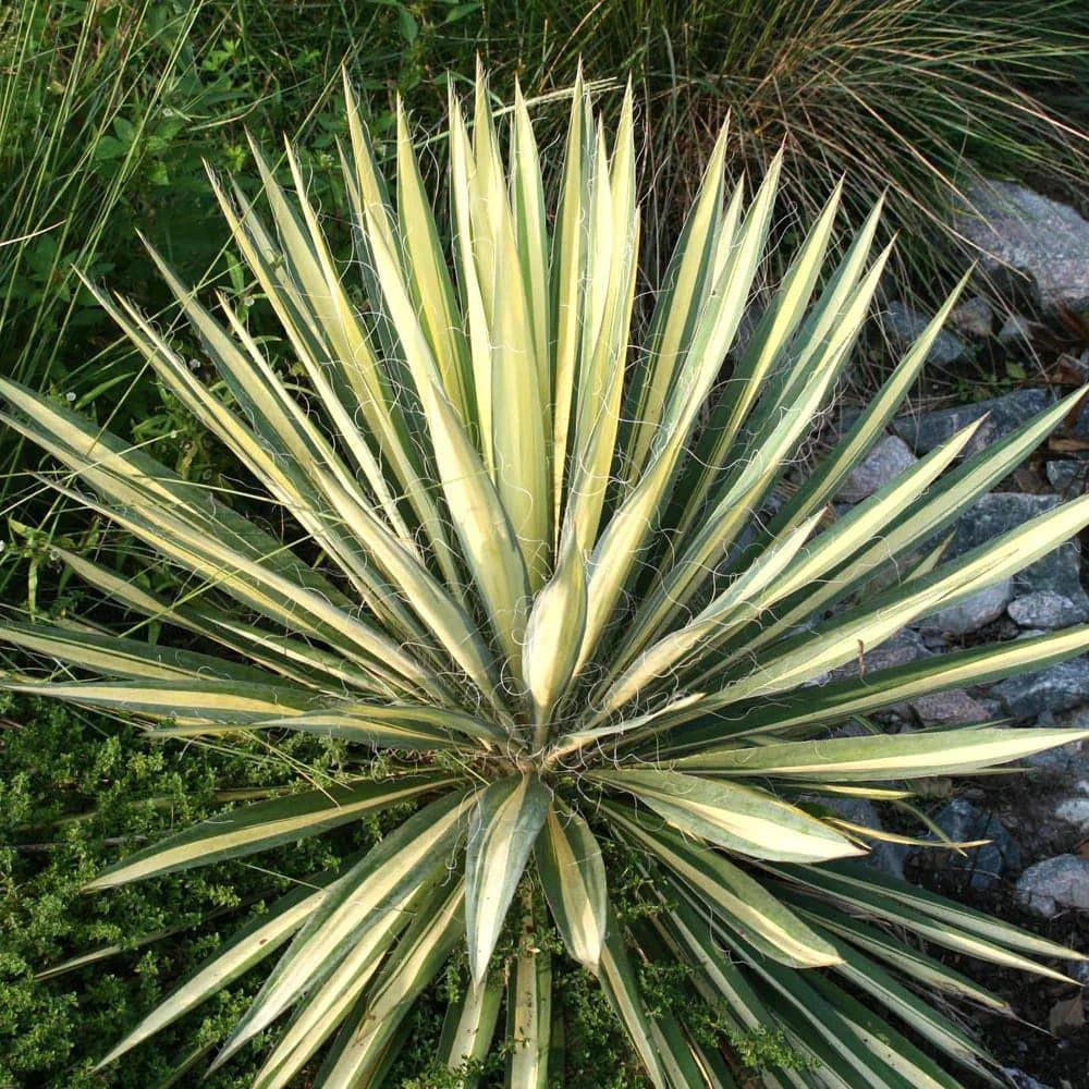 adams plants west palm beach Adam's Needle 'Color Guard'