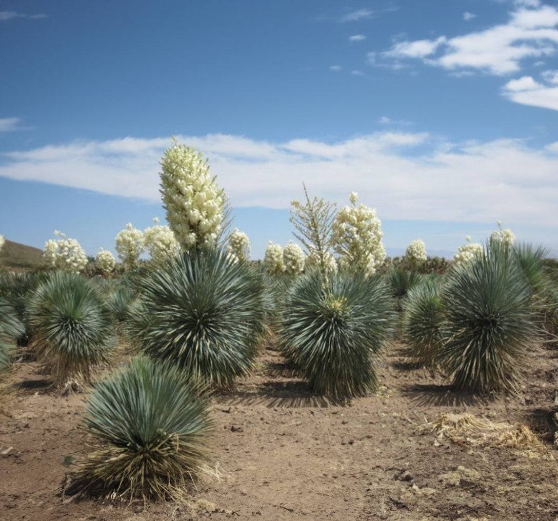 Native Yucca Beaked Yucca – Native Gardeners