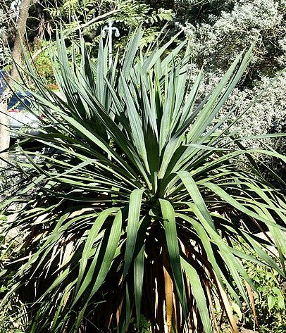 Soft Leaf Yucca - Native Gardeners