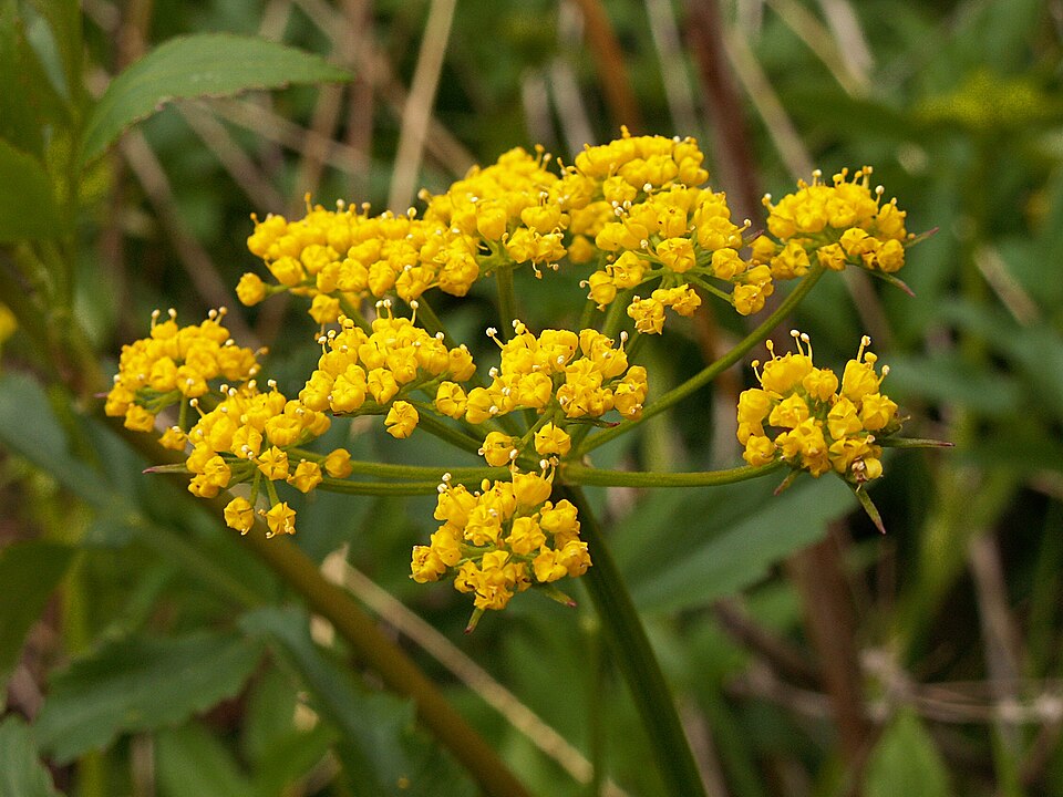 Golden Alexander - Native Gardeners