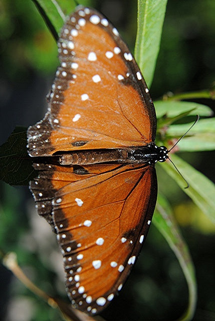 Queen (Danaus gilippus)