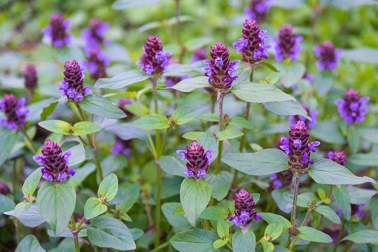 Selfheal - Native Gardeners