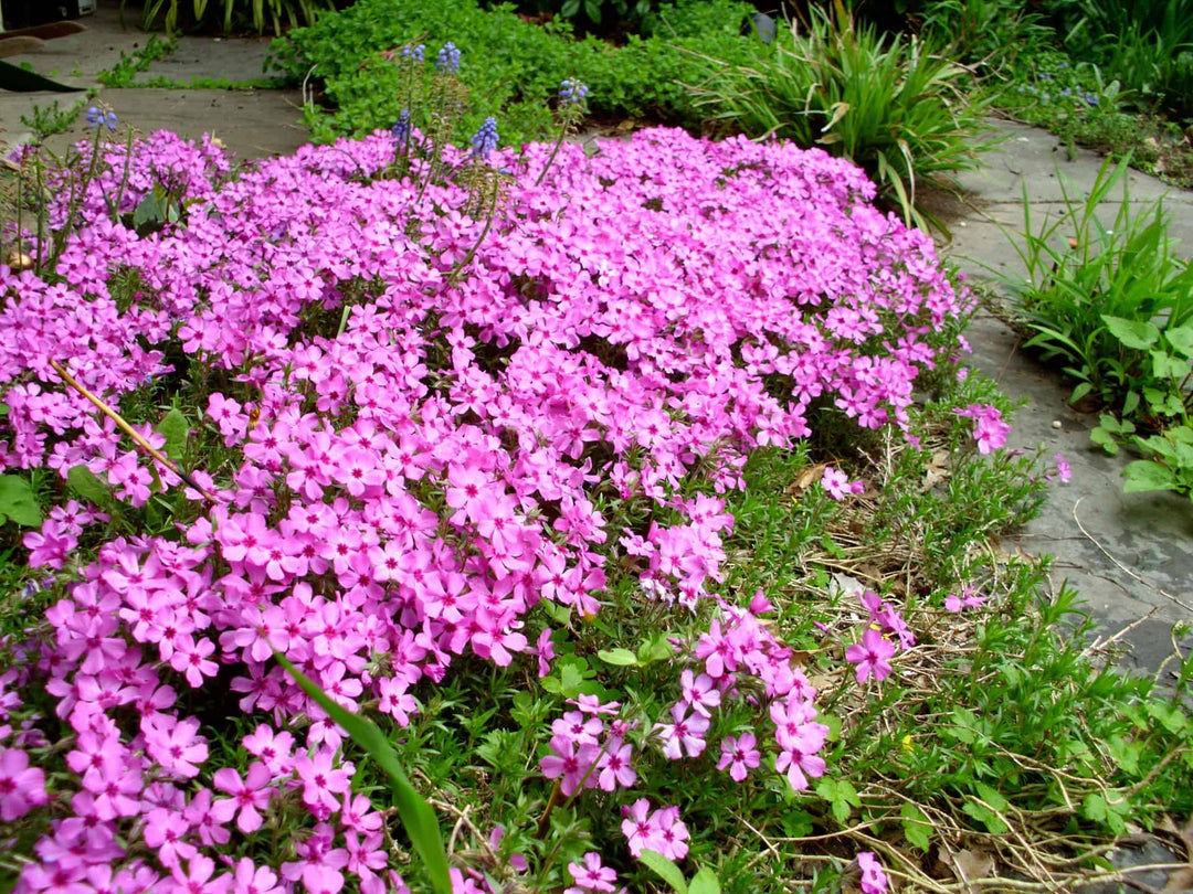 Moss Phlox 'Creeping Emerald Pink' - Native Gardeners