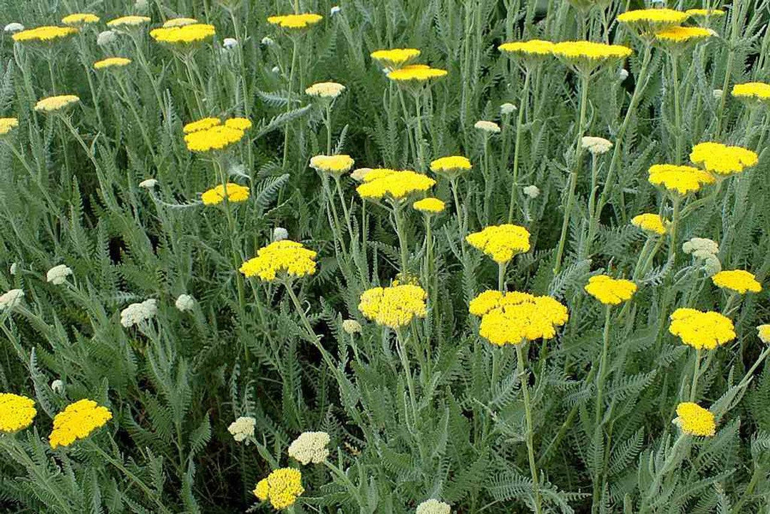 Yarrow 'Moonshine' - Native Gardeners