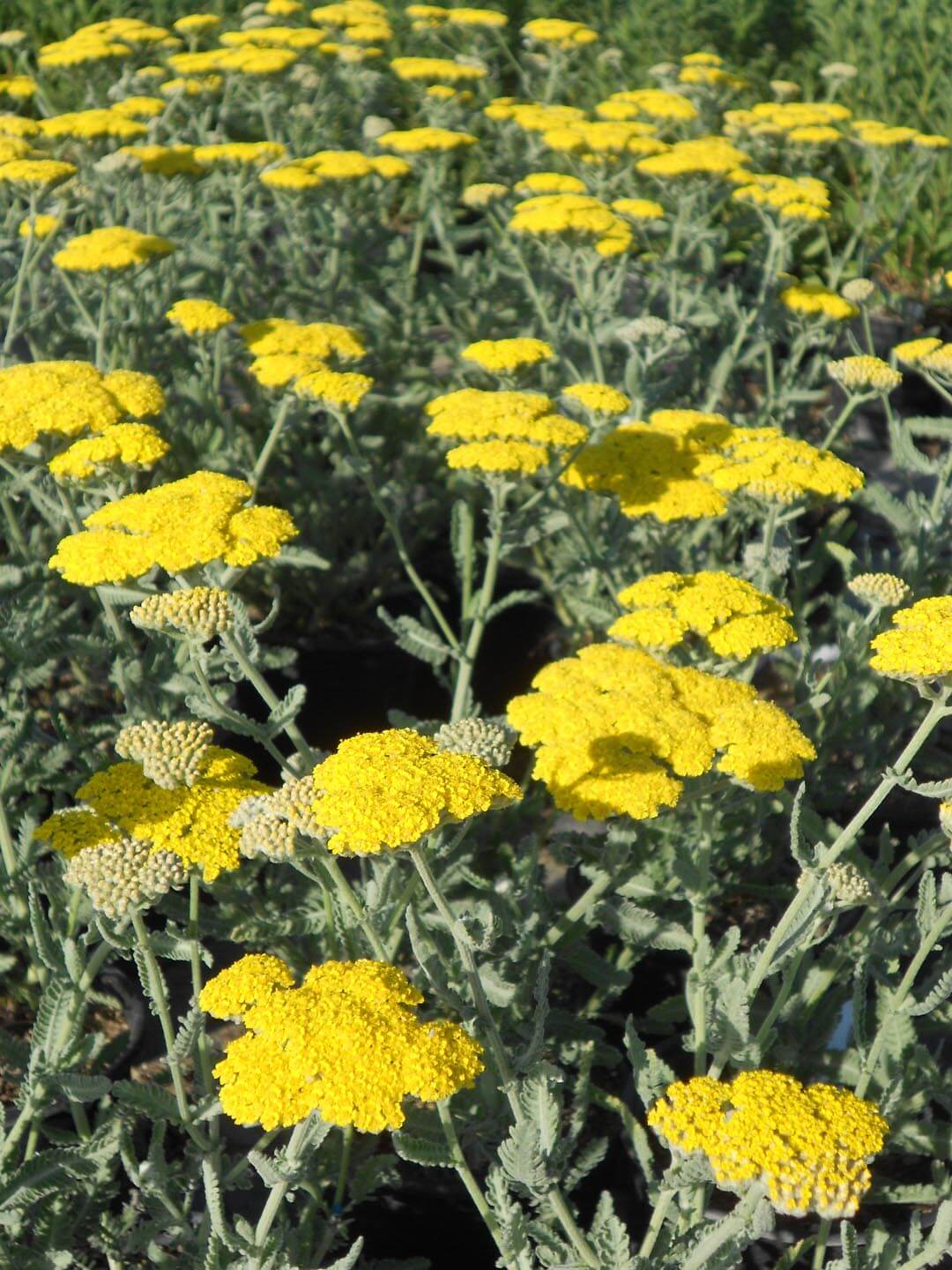 Yarrow 'Moonshine'