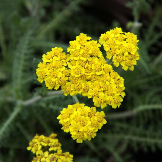 Yarrow 'Moonshine' - Native Gardeners