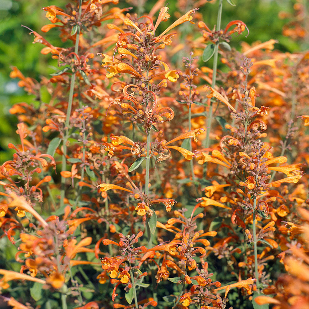 Agastache 'Apricot Sunrise' flower close up