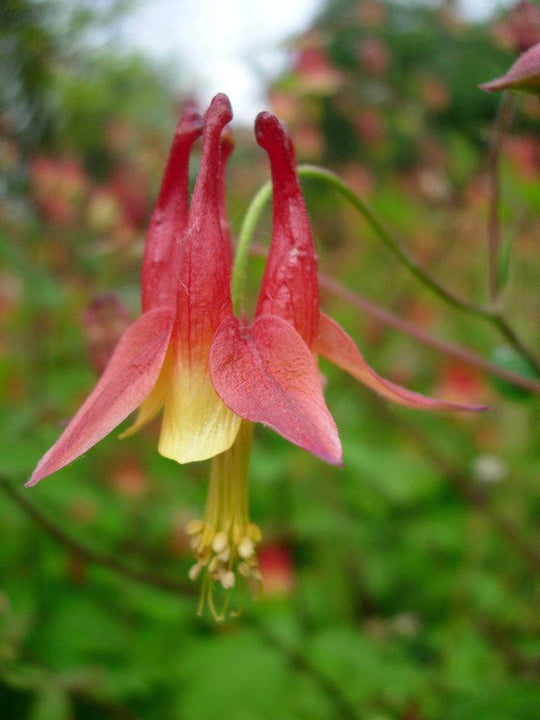 Red Columbine - Native Gardeners