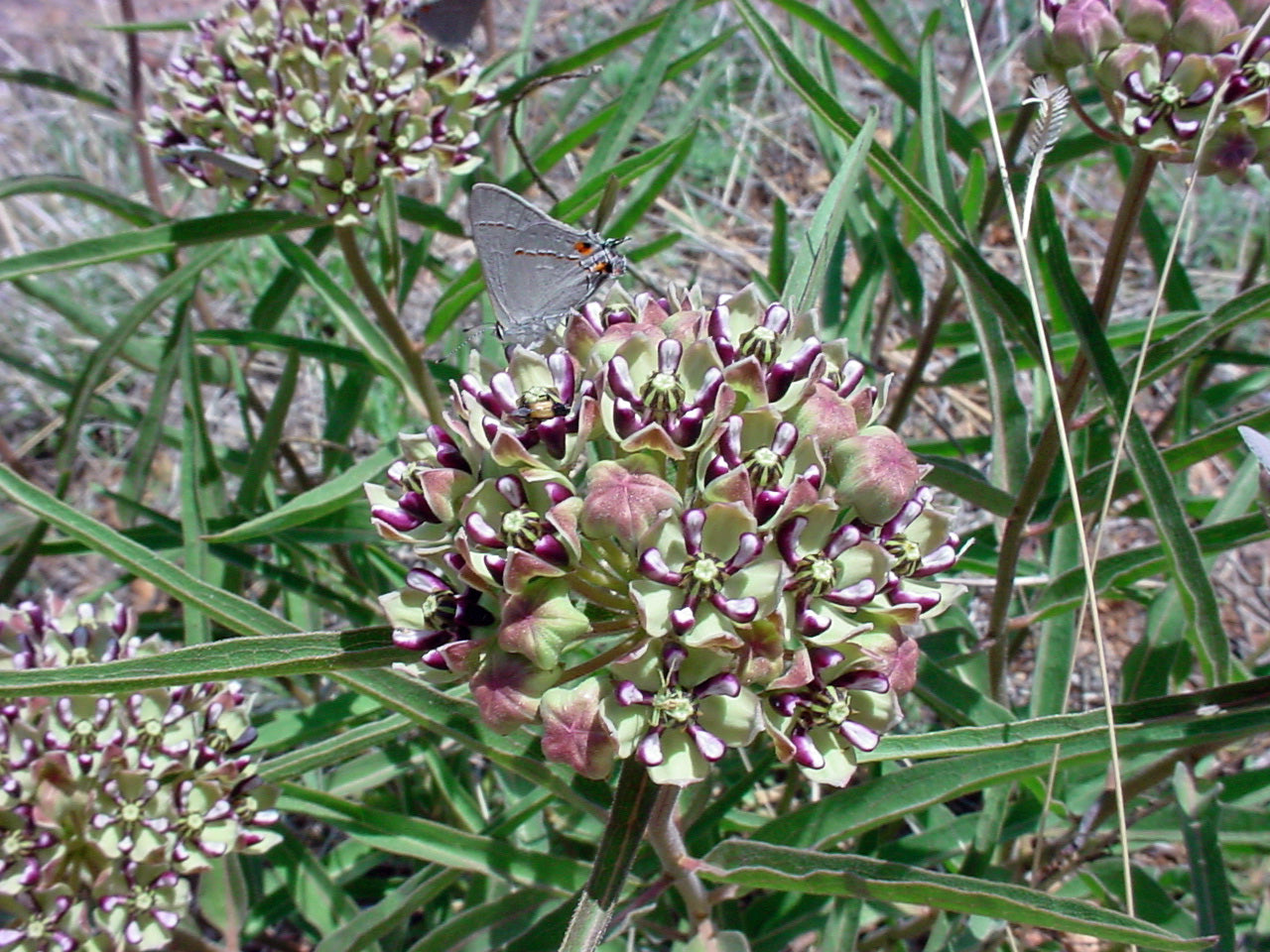 Antelope Horns flower 