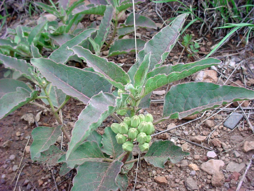 Zizotes Milkweed - Native Gardeners