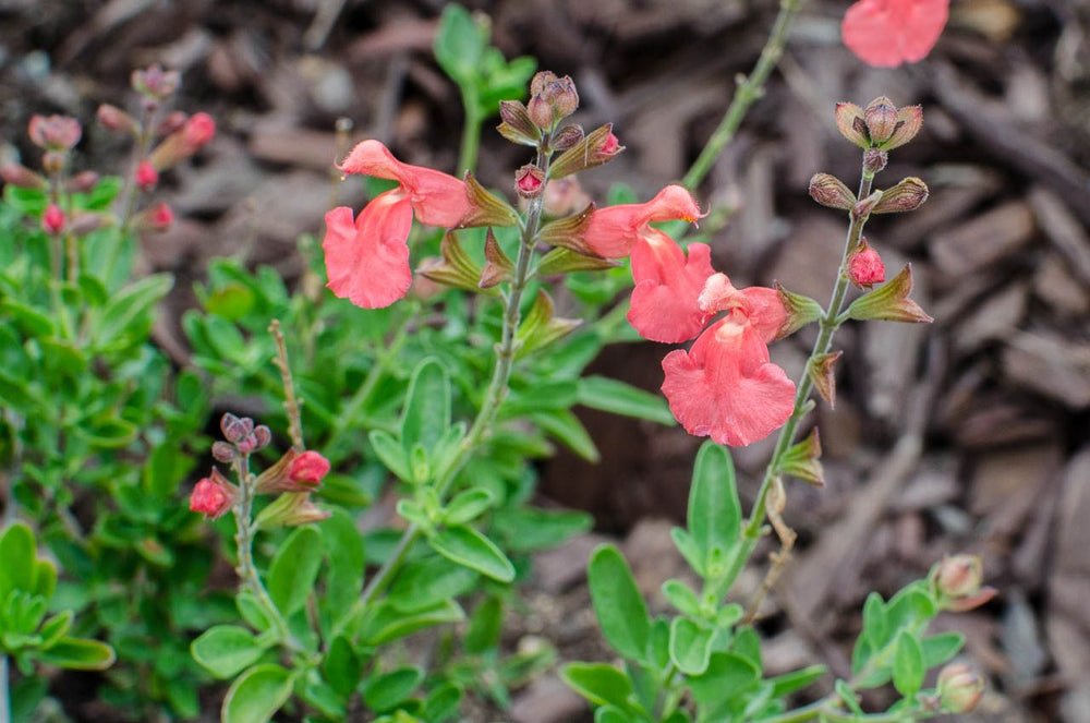 Autumn Sage 'Apricot'