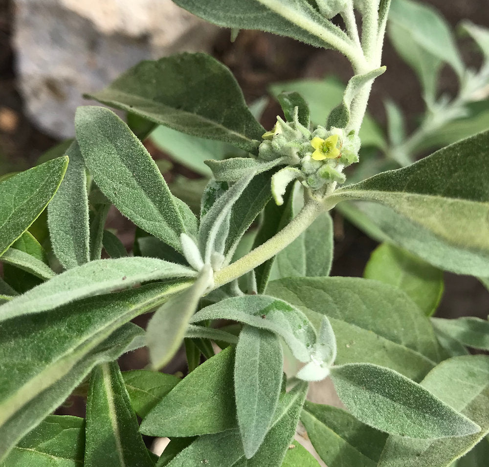 Rio Grande Butterfly Bush