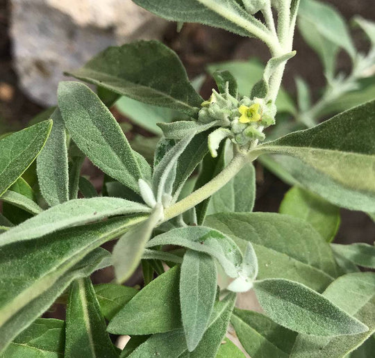 Rio Grande Butterfly Bush - Native Gardeners