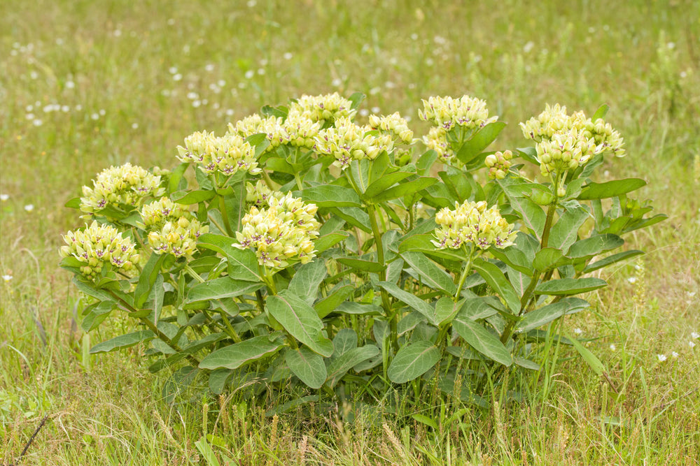 Green Milkweed - Native Gardeners