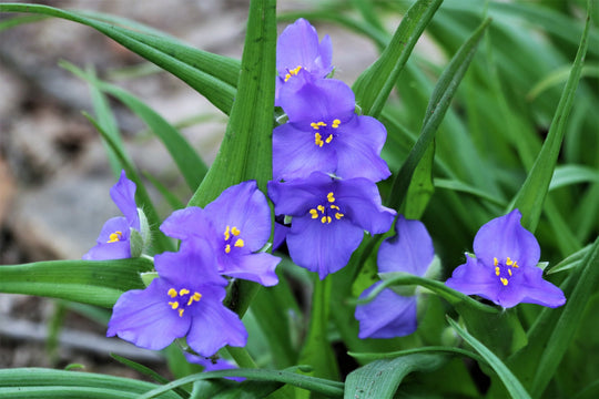 Western Spiderwort - Native Gardeners
