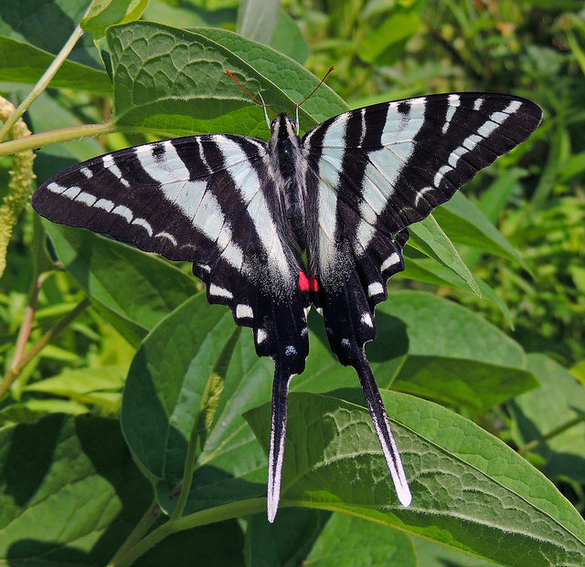 Zebra Swallowtail (Eurytides marcellus)