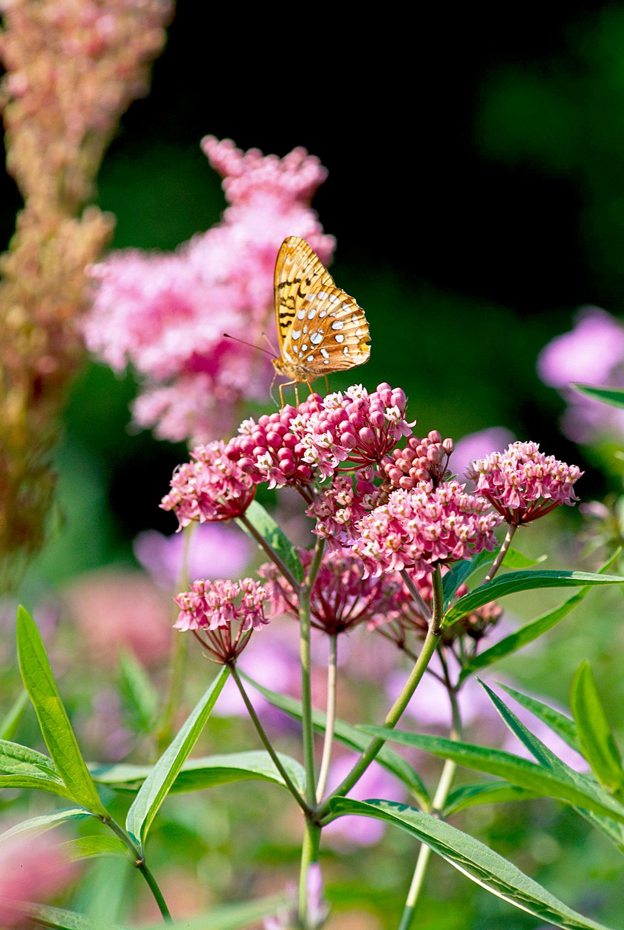 Great Spangled Fritillary (Speyeria cybele)