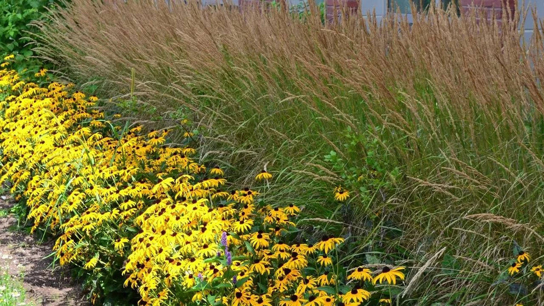 Little Bluestem 'Jazz' - Native Gardeners