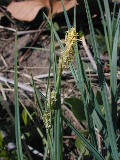 Mead’s Sedge - Native Gardeners