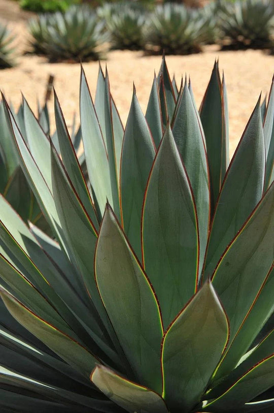 Agave 'Blue Glow' Close-up