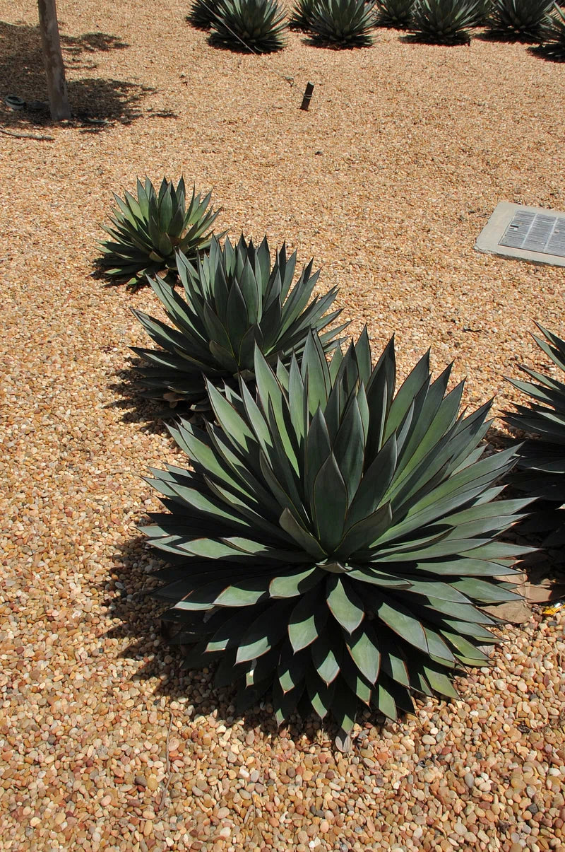 Agave 'Blue Glow' plants