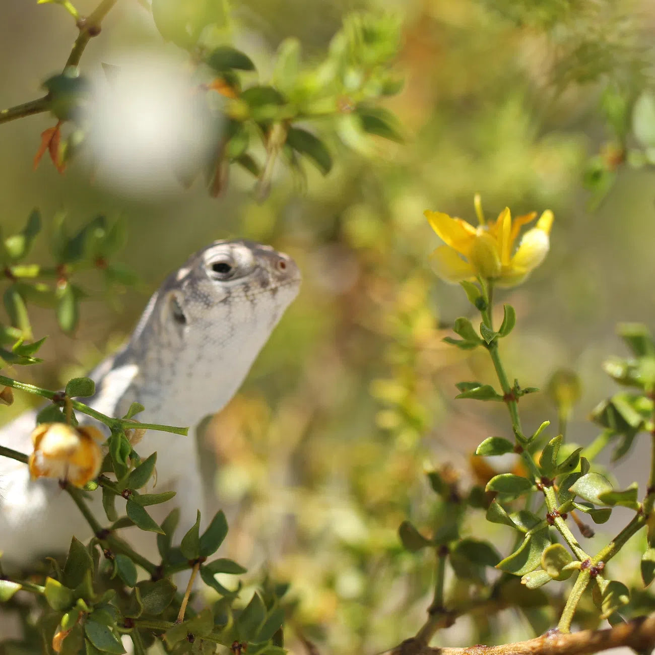 Creosote Bush