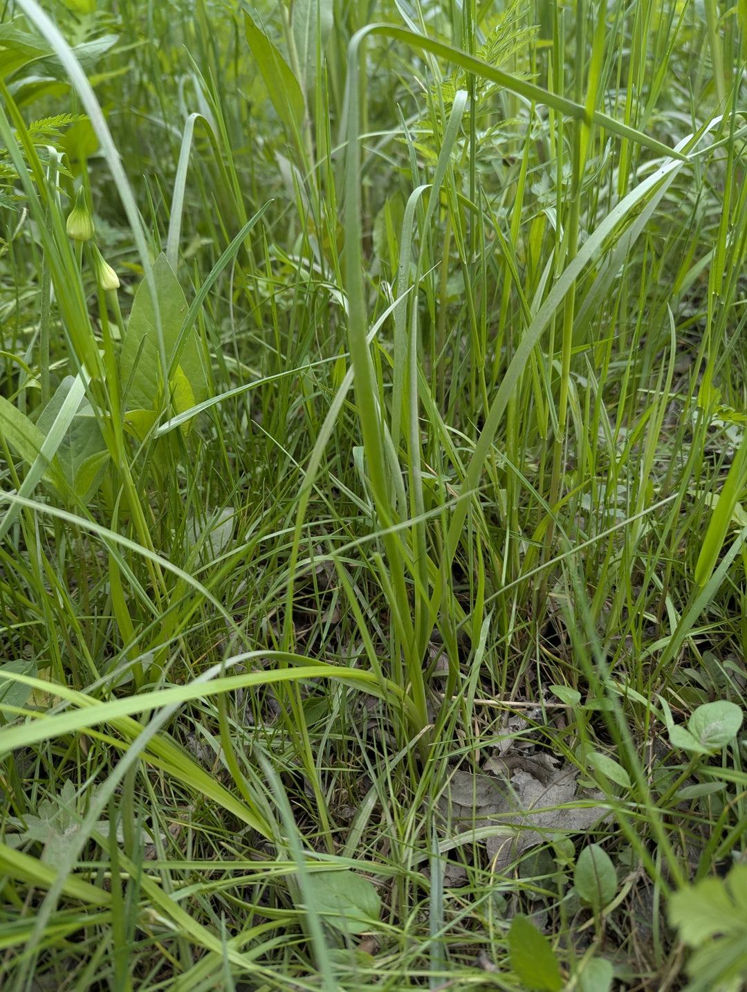 Meadow Garlic - Native Gardeners