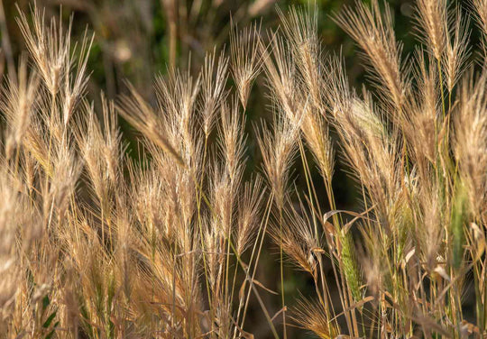 Canada Wildrye - Native Gardeners