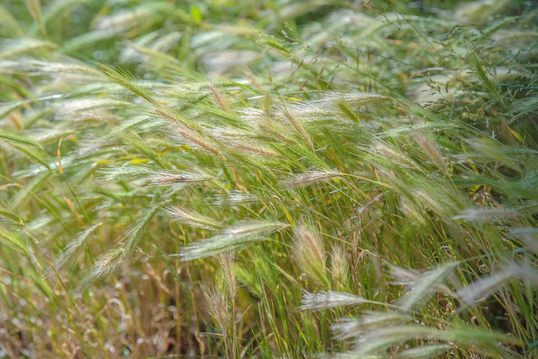 Canada Wildrye - Native Gardeners